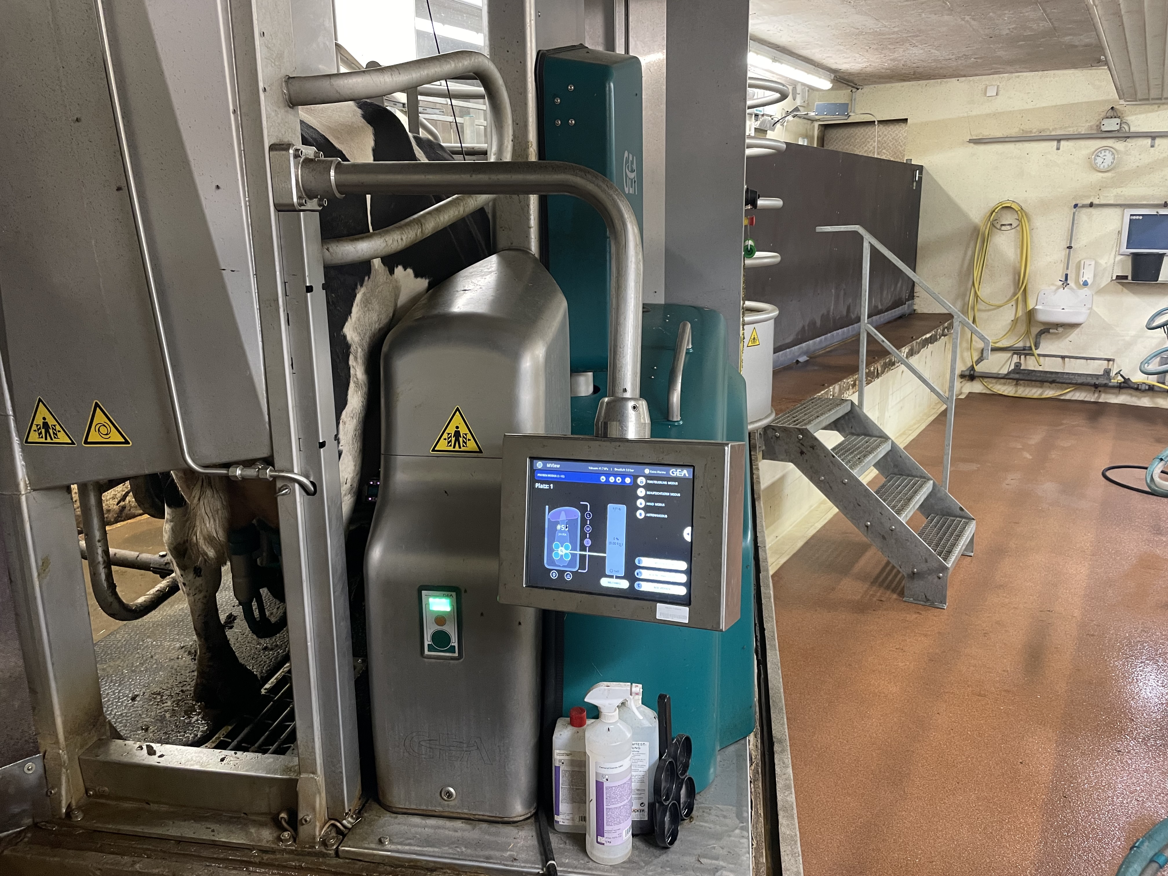 Das Bild zeigt eine Milchkuh, die gerade in einem automatischen Melksystem gemolken wird.