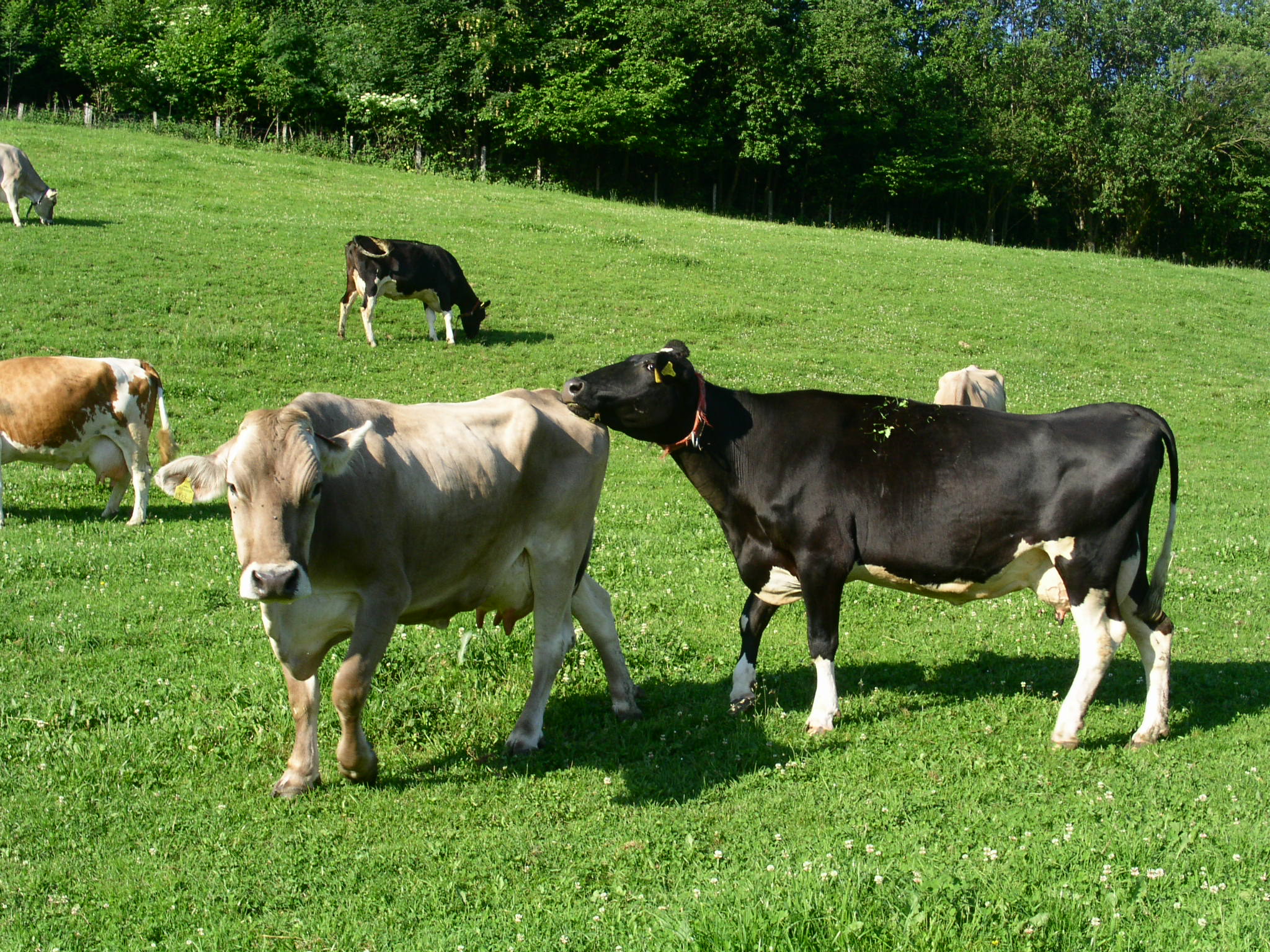 Weideverhalten Kühe