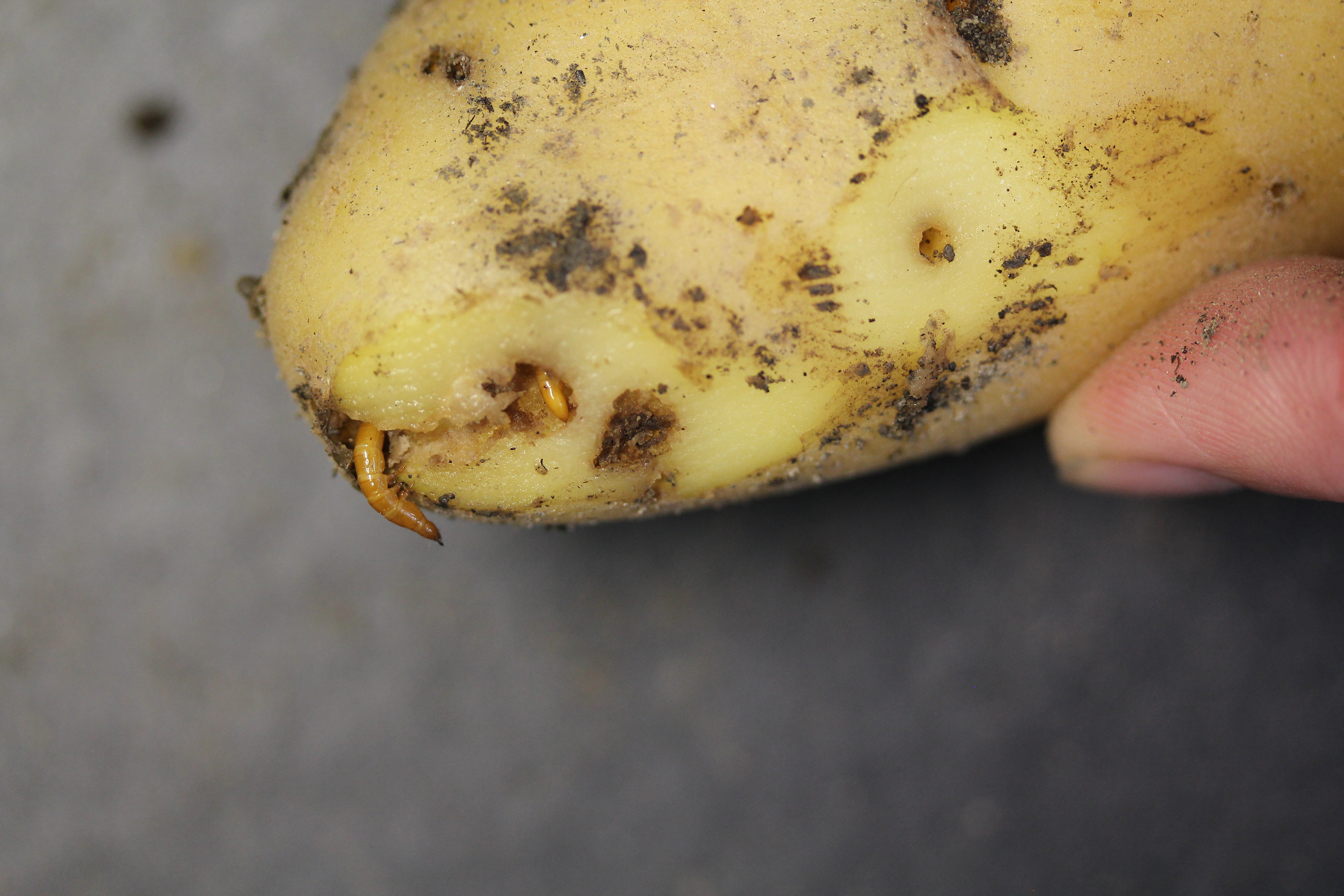 Kartoffel mit typischem Drahtwurmschaden