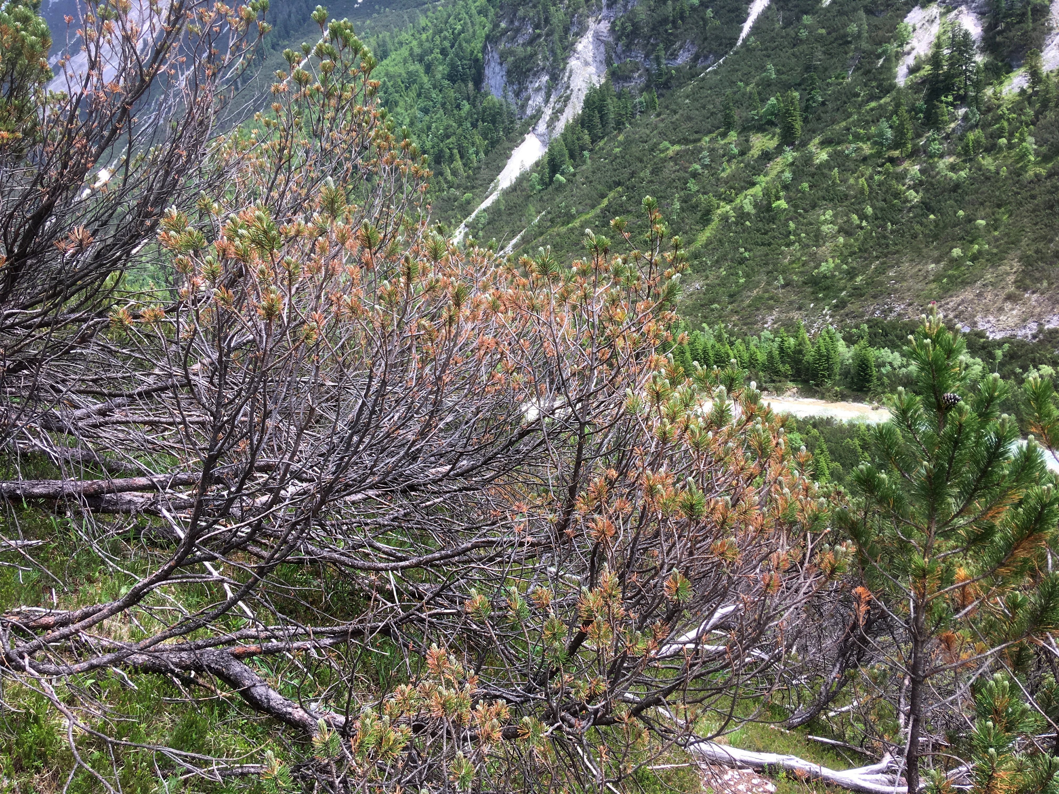 An der Pilzkrankheit Lecanosticta acicola erkrankte Bergföhre im Karwendelgebirge