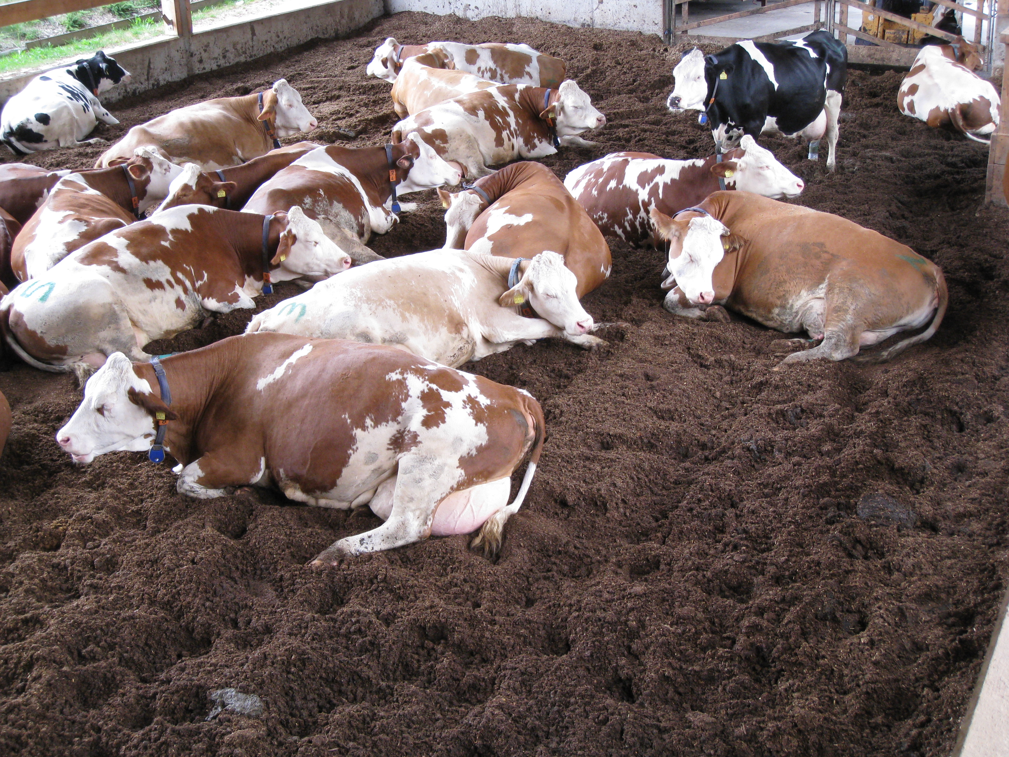 Liegende Kühe im Kompoststall