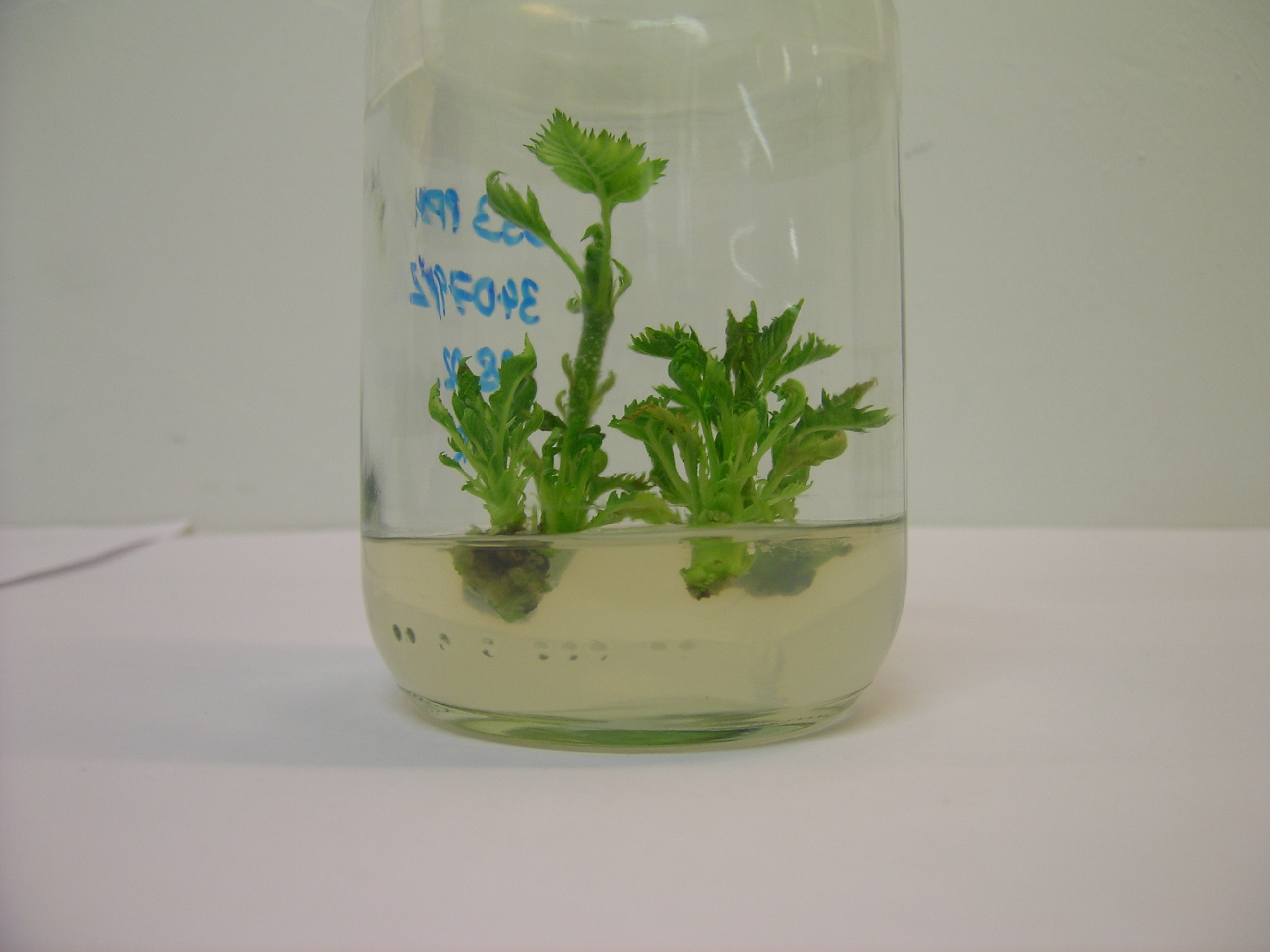 Reagenzglas mit Mikrostecklingen. Das Bild zeigt ein Reagenzglas mit einem geliertem Nährboden. Im Nährboden wachsen kräftig entwickelte, grüne Mikrosprosse.