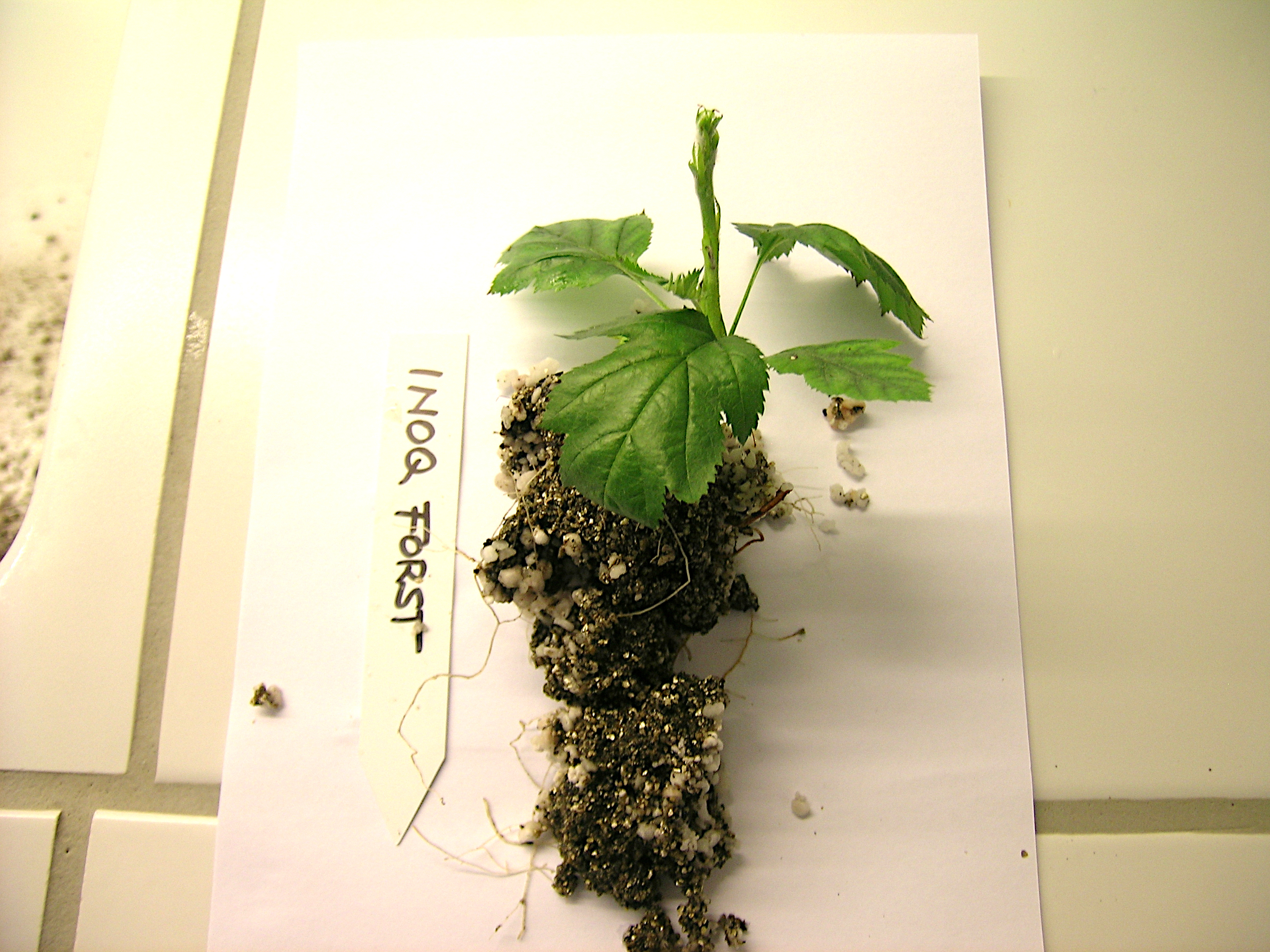 Sorbus torminalis Jungpflanze mit Wurzelballenausbildung nach Beimpfung mit INOQ Forst.