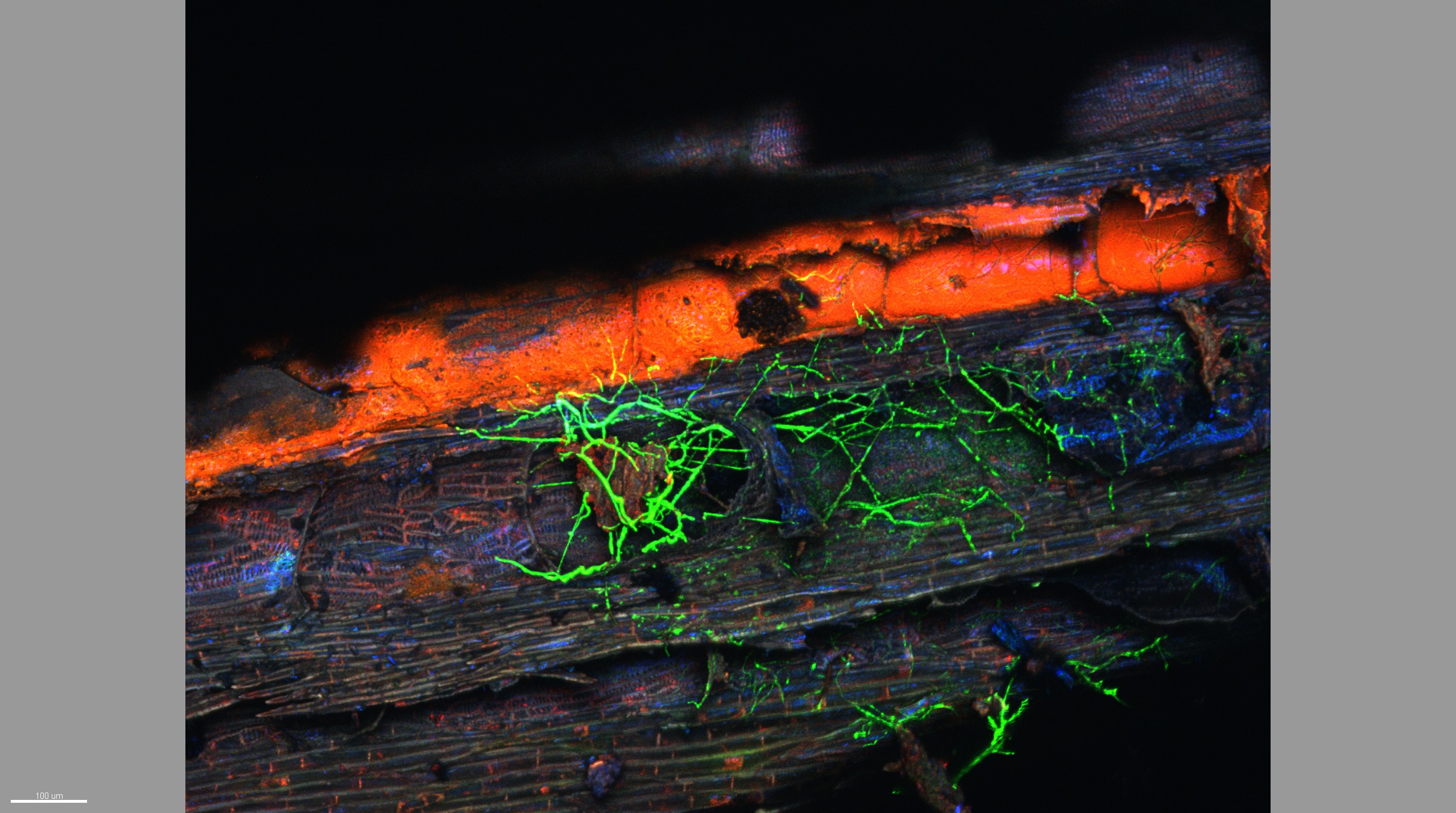 Fluoreszenzmikroskopische Aufnahme von Rebholz, das durch Phaeomoniella chlamydospora GFP besiedelt wurde
