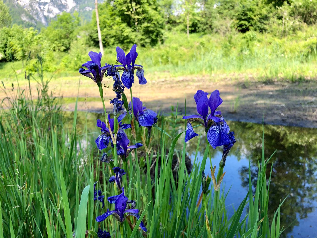 Irisblüten Ende Mai 2021 auf den Flächen des Rekultivierungsprojektes der HBLFA Raumberg-Gumpenstein in Trautenfels