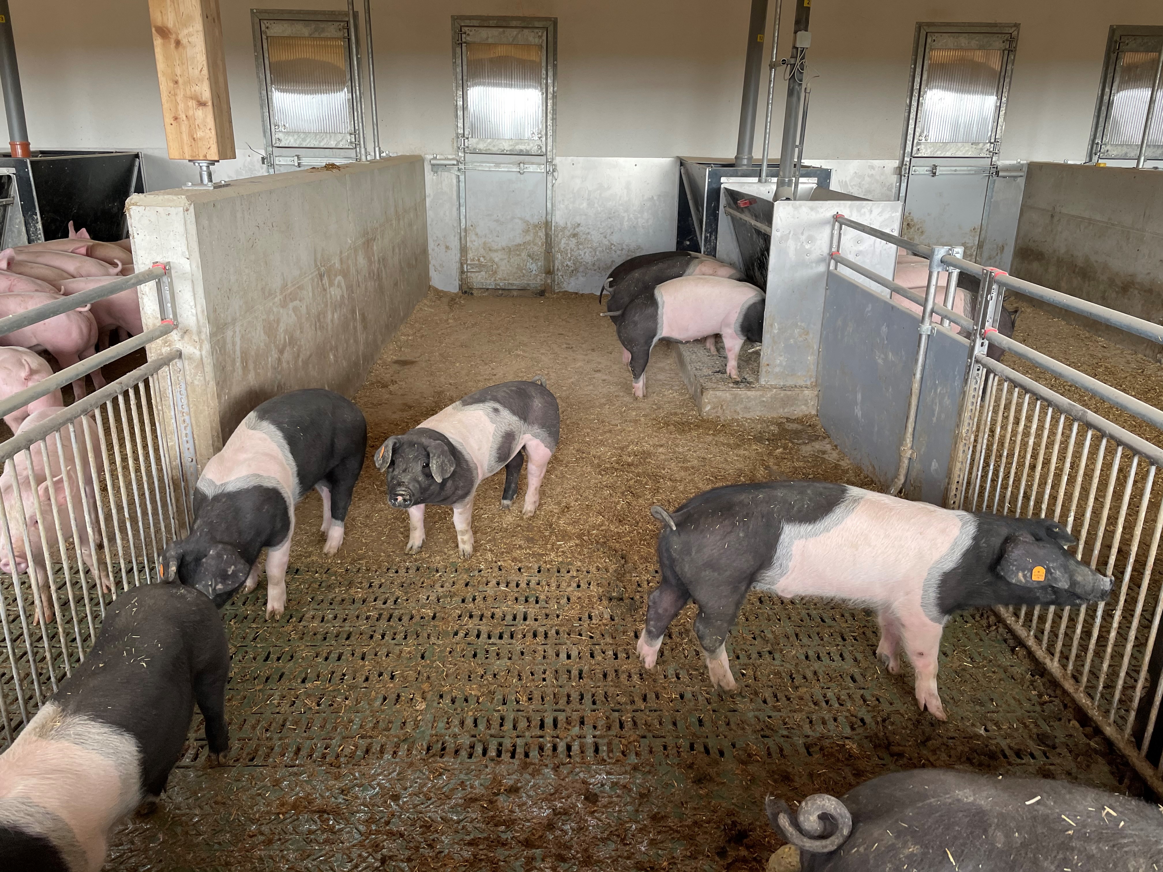 Eingestreuter Liege- bzw. Ruhebereich im untersuchten Schweinemast — Tierwohlstall