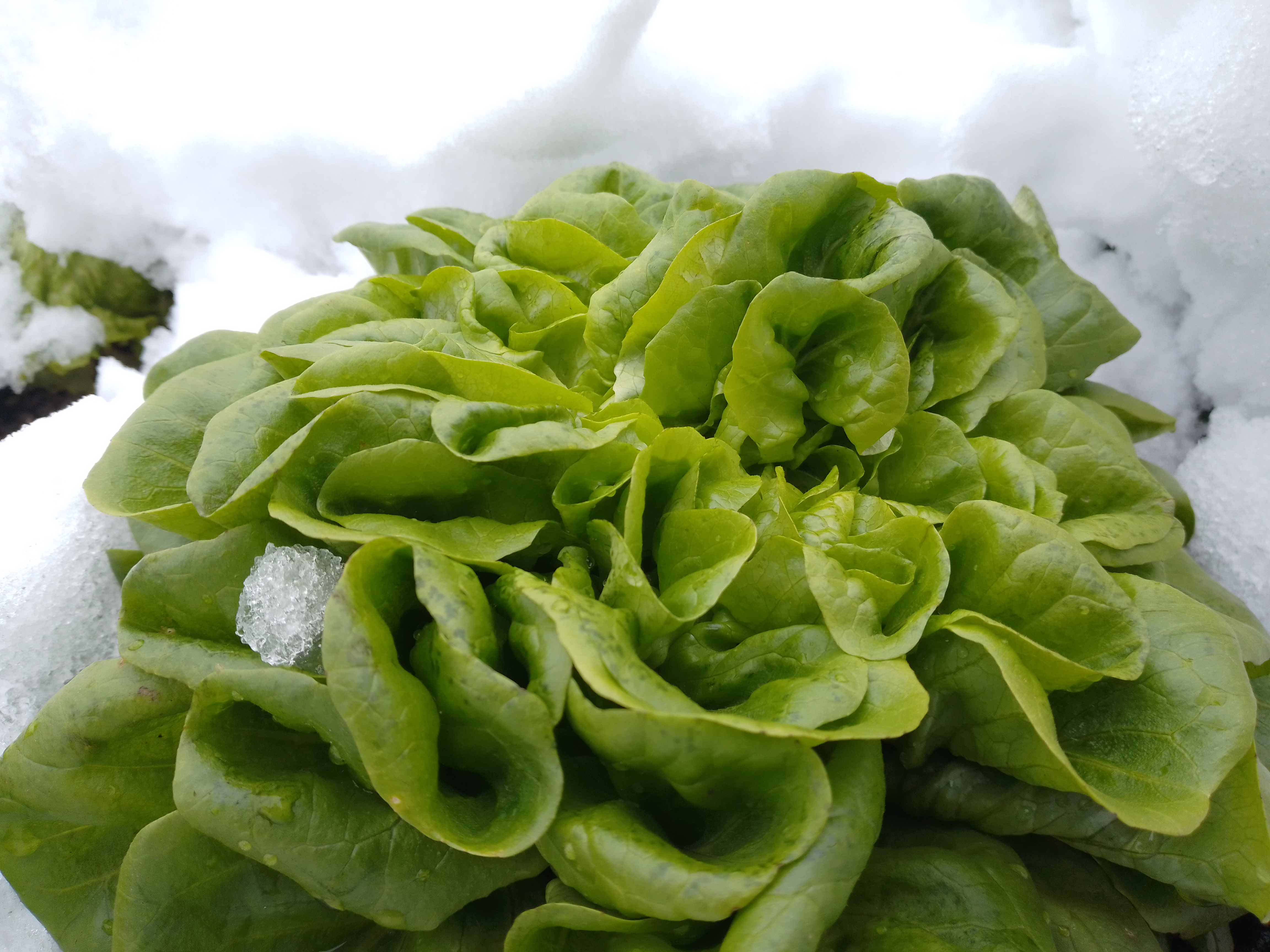 Viele Gemüsearten, so auch der Gartensalat, sind frostfester als landläufig angenommen. Sie können im Winter mit einfachen Mitteln kultiviert und beerntet werden.