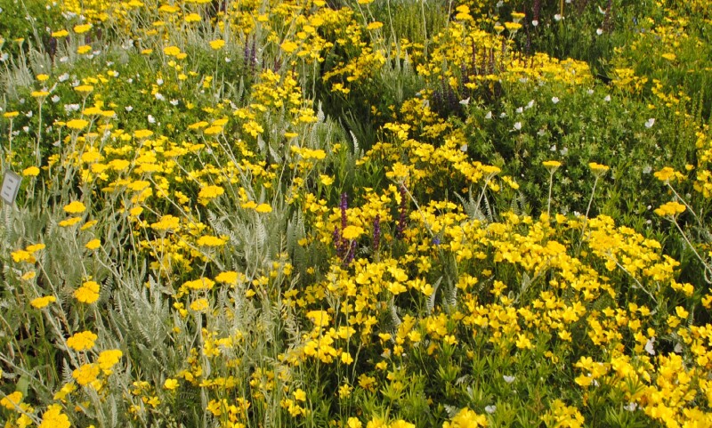 Staudenmischpflanzung mit gelben Blüten