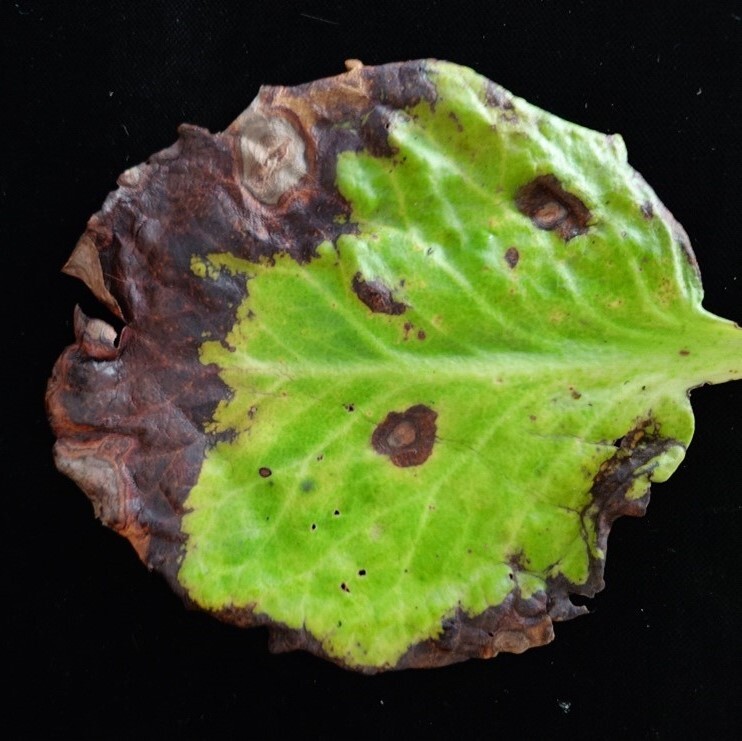 Bergenien-Blatt mit für Pilidium concavum typischen Blattflecken