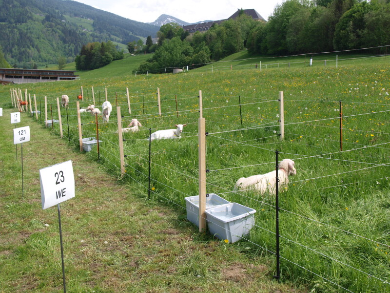 Schafe und Ziegen im Weideversuch