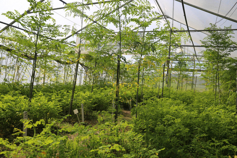Moringa oleifera  ist eine der bedeutendsten Welternährungspflanzen, die wir kennen. Auch in unseren Breiten ist ein Sommeranbau im ungeheizten Folientunnel möglich.