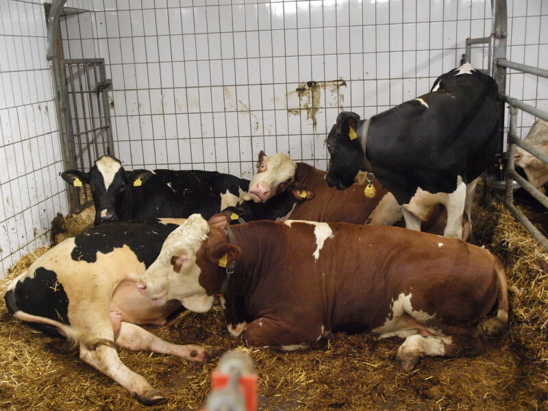 Das Projekte beschäftigte sich mit den tierischen Leistungen von Holstein Friesian Maststieren im Vergleich zu Fleckvieh bei 2 Grundfutterrationen und 2 Kraftfutterniveaus. Das vorliegende Projekt war Teil eines großen Forschungsprojekts zur “Gesamteffizienz des Produktionssystems Rind - Milch und Mast“.
