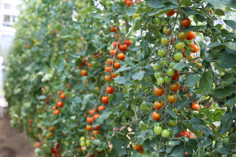 Schattierhilfen sollen hochsommerliche Einstrahlungsspitzen im geschützten Fruchtgemüseanbau kappen und damit Hitzeschäden verhindern.
