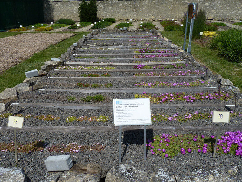 Das Foto zeigt das Versuchsbeet der Delosperma-Arten und Sorten Mitte Juni 2013 am Standort Königshof. Viele Arten und Sorten blühen, die Blüten sind auf dem Bild aber nur sehr klein zu sehen.