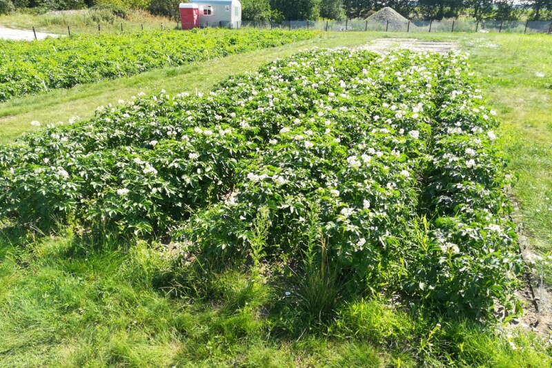 Das Bild zeigt Kartoffelpflanzen die im Rahmen eines Feldversuchs in Großbeeren (Deutschland) angebaut wurden.